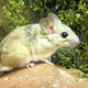 Illustration for article titled Study Shows That Climate Change Makes Animals More Susceptible to Toxins